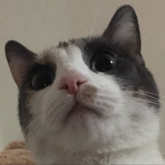 Meet your Posher, Bunny - Picture 1 of 1